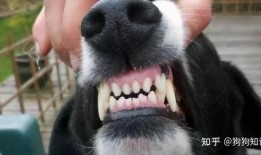 娱乐吃瓜酱狗带上牙,狗带上牙的爆笑日常