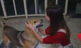 娱乐吃瓜酱人被狗撞,娱乐吃瓜酱人遭遇意外，网友热议