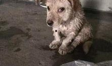 狗狗最新爆料视频下载免费,视频内容大揭秘，免费下载带你领略萌宠风采