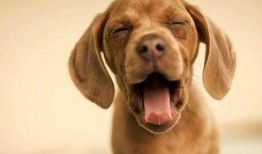 娱乐吃瓜酱狗带上牙,狗带上牙的爆笑日常