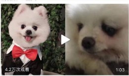 狗狗最新爆料视频下载免费,视频内容大揭秘，免费下载带你领略萌宠风采