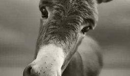 二驴爆料社会事件视频,社会事件背后真相曝光