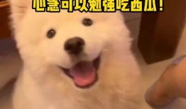 娱乐吃瓜酱人被狗撞,娱乐吃瓜酱人遭遇意外，网友热议