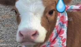 娱乐吃瓜酱图片高清大图,高清大图揭秘娱乐圈幕后风云