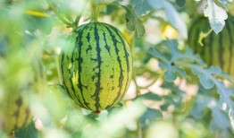 网红瓜在哪儿吃最好,探寻最佳品尝地