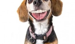 娱乐吃瓜酱狗带上牙,狗带上牙的爆笑日常