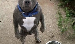 娱乐吃瓜酱人被狗撞,娱乐吃瓜酱人遭遇意外，网友热议