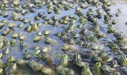 牛蛙养殖场爆料案例视频,揭秘养殖场爆料视频背后的真相