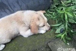 狗狗最新爆料视频下载免费,视频内容大揭秘，免费下载带你领略萌宠风采