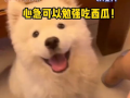 娱乐吃瓜酱人被狗撞,娱乐吃瓜酱人遭遇意外，网友热议