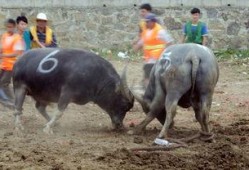 斗牛在线观看,激情四溢的竞技盛宴