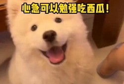 娱乐吃瓜酱人被狗撞,娱乐吃瓜酱人遭遇意外，网友热议