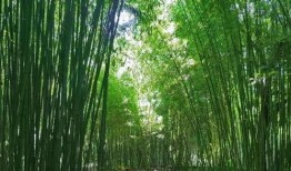 竹林小区新闻爆料视频播放,视频揭秘小区最新动态