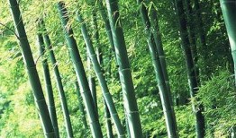 竹林小区新闻爆料视频播放,视频揭秘小区最新动态