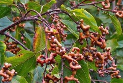 广州蛇头泡酒爆料视频大全,视频大全带你探秘神秘泡酒文化