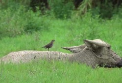 八哥爆料视频大全,揭秘娱乐圈幕后真相