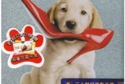 马利和我在线观看,宠物与主人间的真挚情感
